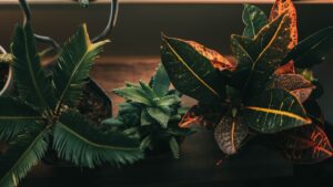 Szobanövények és bútorok harmóniája