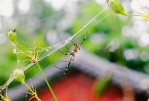 Természetes és hatékony házi praktikák a szúnyogok ellen