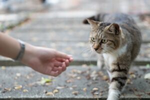 Kutyás közösségek online és offline