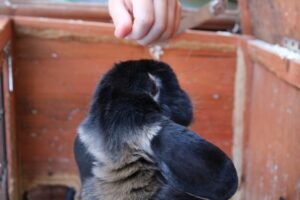 Kisállat szőr eltávolítása bútorokról gyorsan