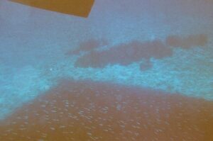 Víz alatti fotózás mobiltelefonnal