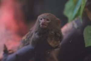 Milyen hüllő passzol hozzád? – Egzotikus házikedvencek