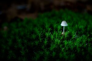 Miniatűr világok építése – asztali látványosságok