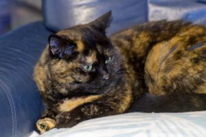 Idős házikedvenc gondozása – mire figyelj?