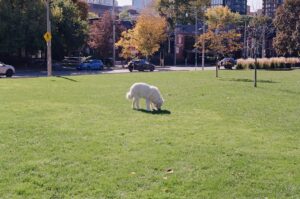 A városi kutyasétáltatás szabályai és trükkjei