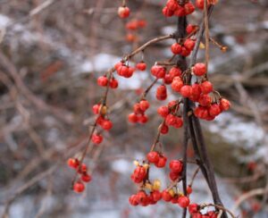 Téli vitaminpótlás ételekkel